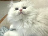 British Longhair Beyaz