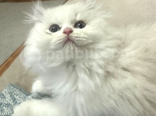 British Longhair Beyaz görsel