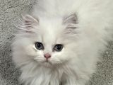 British Longhair Beyaz