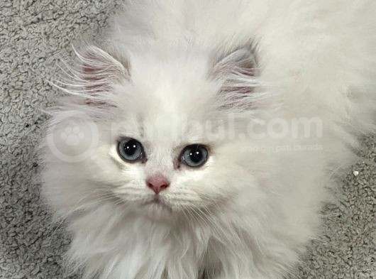 British Longhair Beyaz görsel