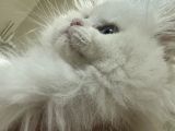 British longhair beyaz