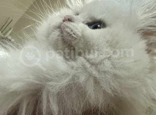 British Longhair Beyaz
