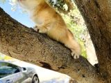 Bebek Renkli Gözlü Yumoş Bir Oğlan Tip Kürk Harik
