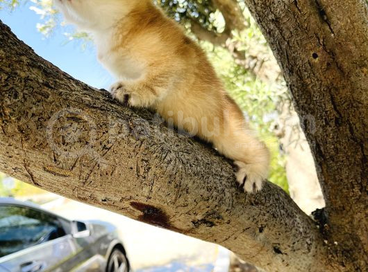 Bebek Renkli Gözlü Yumoş Bir Oğlan Tip Kürk Harik görsel