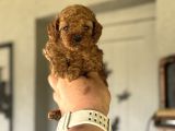 Bebek Surat Tuvalet Eği̇ti̇mli̇ Toy Poodle