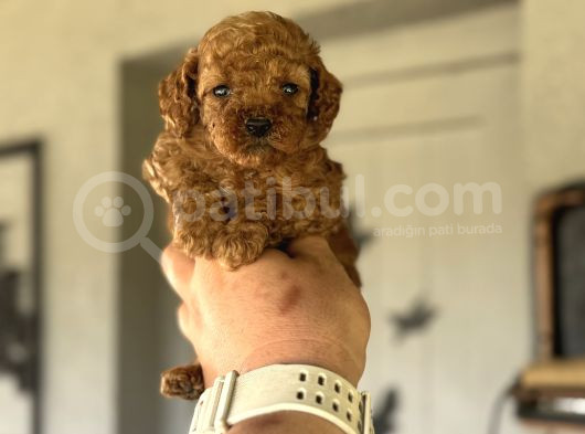 Bebek Surat Tuvalet Eği̇ti̇mli̇ Toy Poodle