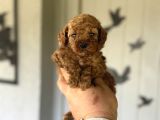 Bebek Surat Tuvalet Eği̇ti̇mli̇ Toy Poodle