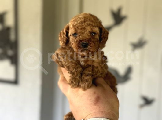 Bebek Surat Tuvalet Eği̇ti̇mli̇ Toy Poodle görsel