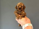 Bebek Surat Tuvalet Eği̇ti̇mli̇ Toy Poodle