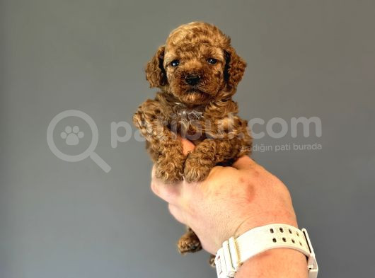 Bebek Surat Tuvalet Eği̇ti̇mli̇ Toy Poodle görsel