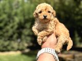 DİŞİ ERKEK GÜZEL  Suratli  mini boy Poodle Bebeğimiz