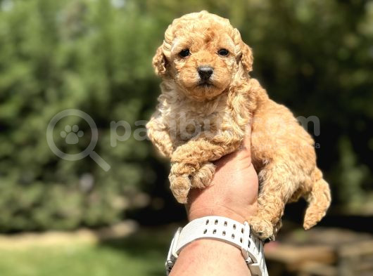 Di̇şi̇ Erkek Güzel  Suratli  Mini Boy Poodle Bebeğimiz