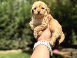 Di̇şi̇ Erkek Güzel  Suratli  Mini Boy Poodle Bebeğimiz