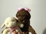Kore kan yavrumuz yeni ailesini arıyor