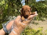 Red Browne Tea Cup Toy Poodle Bebekleri̇mi̇z