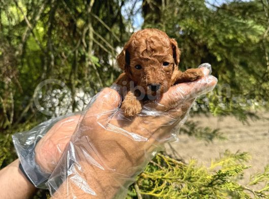 Red Browne Tea Cup Toy Poodle Bebekleri̇mi̇z görsel