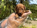 RED BROWNE TEA CUP TOY POODLE BEBEKLERİMİZ