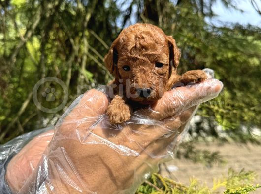 RED BROWNE TEA CUP TOY POODLE BEBEKLERİMİZ