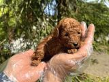 Red Browne Tea Cup Toy Poodle Bebekleri̇mi̇z
