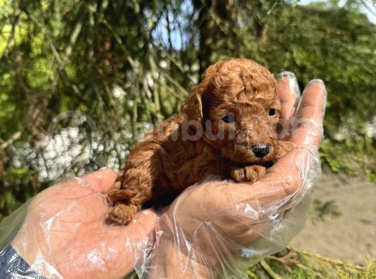 Red Browne Tea Cup Toy Poodle Bebekleri̇mi̇z görsel