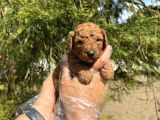 Red Browne Tea Cup Toy Poodle Bebekleri̇mi̇z