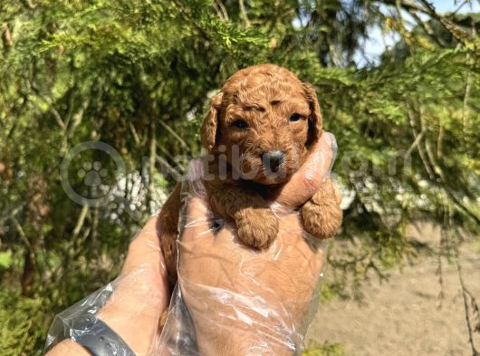 Red Browne Tea Cup Toy Poodle Bebekleri̇mi̇z görsel