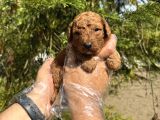 Red Browne Tea Cup Toy Poodle Bebekleri̇mi̇z