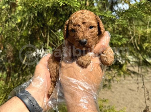 Red Browne Tea Cup Toy Poodle Bebekleri̇mi̇z görsel