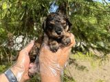 Türki̇yede Nadi̇r Bulunan Renk Toy Poodle Bebeği̇mi̇z