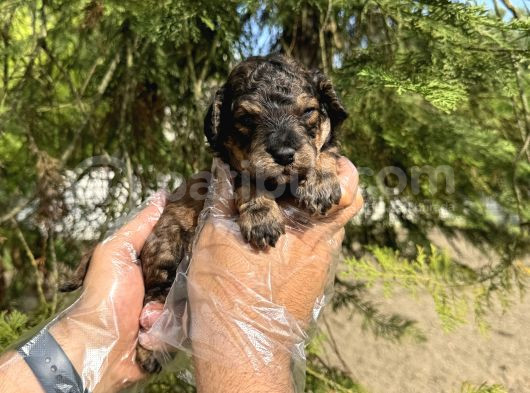Türki̇yede Nadi̇r Bulunan Renk Toy Poodle Bebeği̇mi̇z görsel