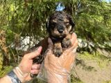 TÜRKİYEDE NADİR BULUNAN RENK TOY POODLE BEBEĞİMİZ