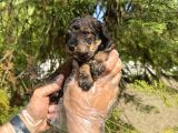 Türki̇yede Nadi̇r Bulunan Renk Toy Poodle Bebeği̇mi̇z