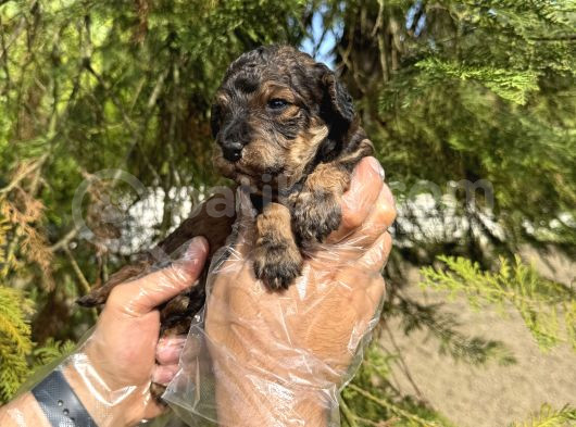 Türki̇yede Nadi̇r Bulunan Renk Toy Poodle Bebeği̇mi̇z görsel