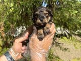 Türki̇yede Nadi̇r Bulunan Renk Toy Poodle Bebeği̇mi̇z