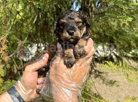 Türki̇yede Nadi̇r Bulunan Renk Toy Poodle Bebeği̇mi̇z görsel