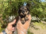 Türki̇yede Nadi̇r Bulunan Renk Toy Poodle Bebeği̇mi̇z
