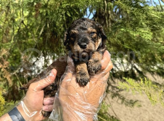 Türki̇yede Nadi̇r Bulunan Renk Toy Poodle Bebeği̇mi̇z görsel