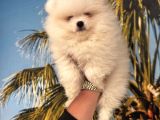 Pomerani̇an Boo-Spi̇tz Yavrularimiz Hazirdir