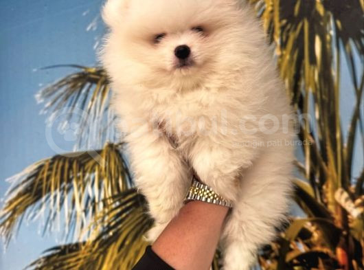 Pomerani̇an Boo-Spi̇tz Yavrularimiz Hazirdir görsel