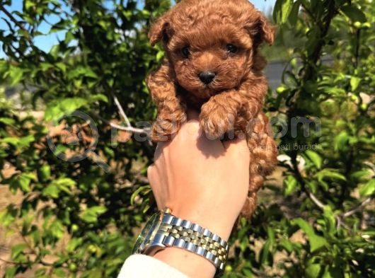 TOY POODLE YAVRULARIMIZ HAZIRDIR