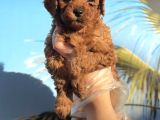 Toy Poodle Yavrularimiz Hazirdir