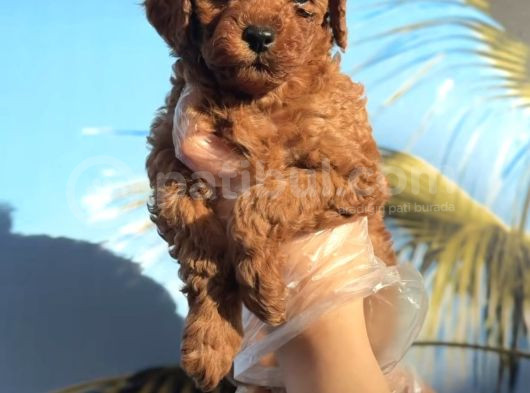 Toy Poodle Yavrularimiz Hazirdir görsel