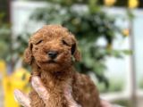 Toy Poodle Yavru