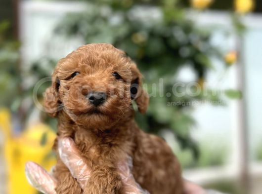 Toy Poodle Yavru