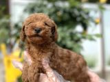 Toy Poodle Yavru