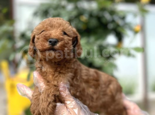 Toy Poodle Yavru görsel