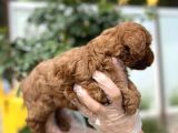 Toy Poodle Yavru