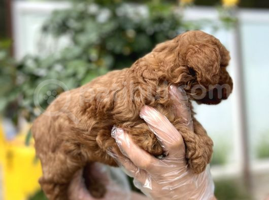 Toy Poodle Yavru görsel