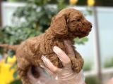 Toy Poodle Yavru