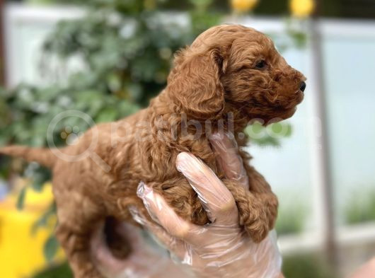 Toy Poodle Yavru görsel
